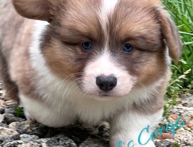 Rhett Pembroke Welsh Corgi