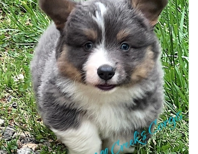 AKC Bleu Pembroke Welsh Corgi