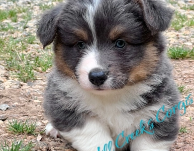 AKC Bleu Pembroke Welsh Corgi