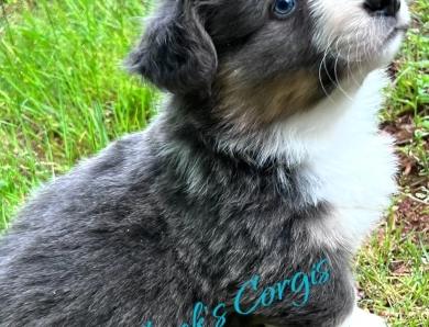 AKC Bleu Pembroke Welsh Corgi