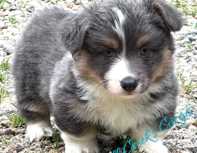 AKC Bleu Pembroke Welsh Corgi