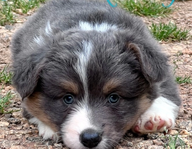 AKC Bleu Pembroke Welsh Corgi