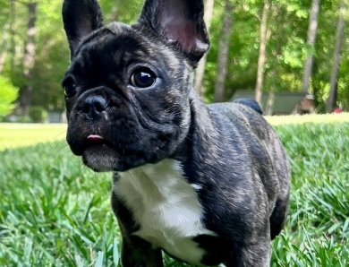 AKC Sasha  French Bulldog