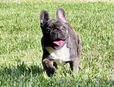 AKC Sasha  French Bulldog