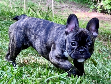 AKC Sasha  French Bulldog