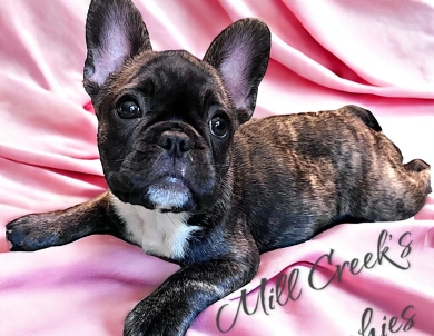 AKC Sasha  French Bulldog