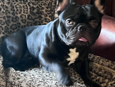 Bruce  French Bulldog