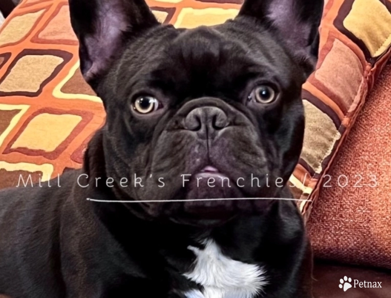 Bruce  French Bulldog