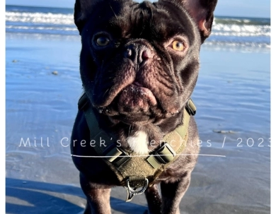 Bruce  French Bulldog