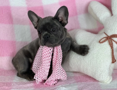 Czar Frenchies Best Quality USA