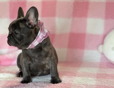 Czar Frenchies Best Quality USA