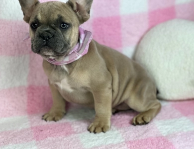 Hippa French Bulldog