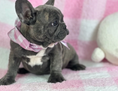 Holly French Bulldog