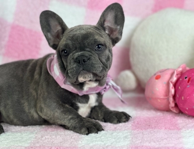 Holly French Bulldog