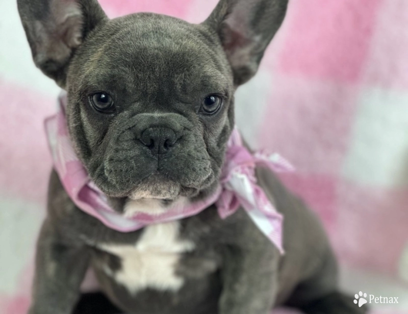 Holly French Bulldog