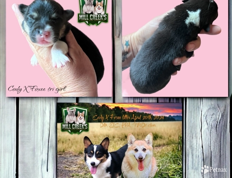 AKC tri girl clear of all genetic diseases  Pembroke Welsh Corgi