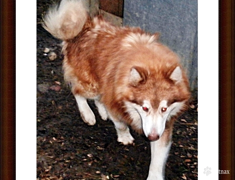 Jr Alaskan Malamute