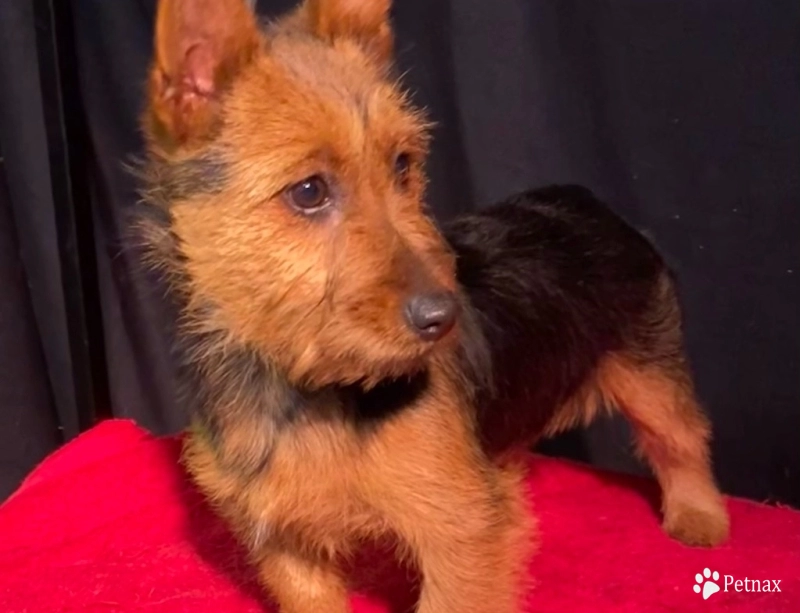 Adrianna Australian Terrier