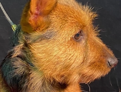 Adrianna Australian Terrier