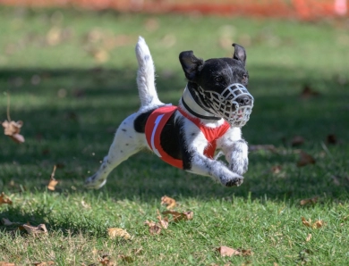 Oak Leaf Milo - Milo  Jack Russell