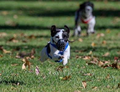 Julsby So Fly- Sofie Jack Russell