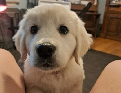 English Cream Golden Retrievers