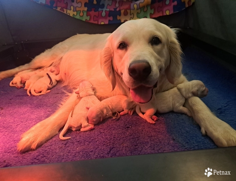 Charmed for Clear Passion Goldset Golden Retriever