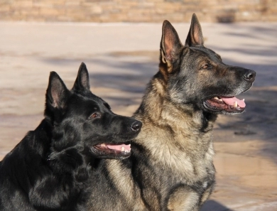 Working Line German Shepherds