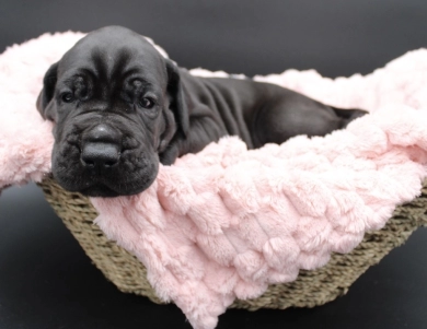 Black Female Great Dane