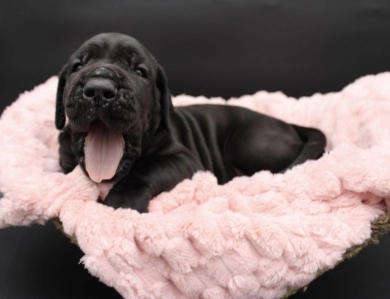 Black Female Great Dane