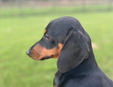 Ken Batman Dachshund