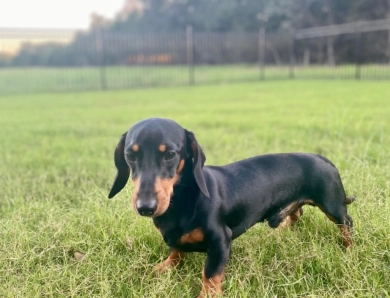 Ken Batman Dachshund