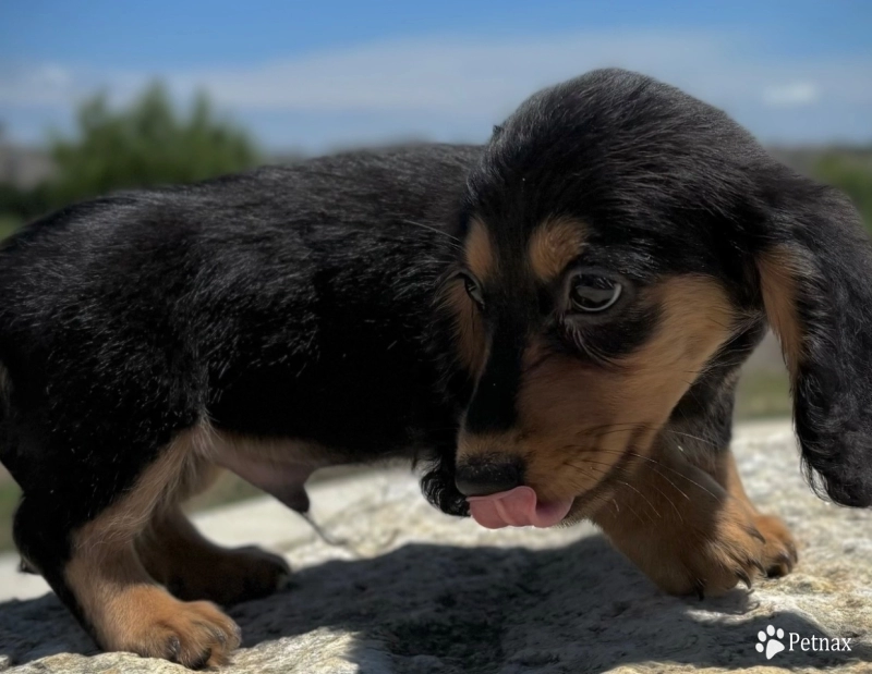 Theodore Dachshund