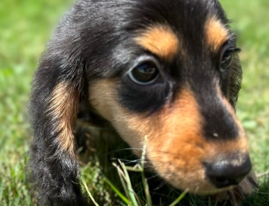 Theodore Dachshund