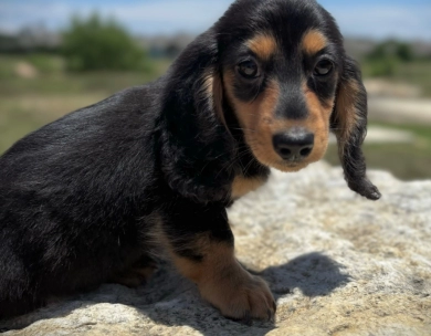 Theodore Dachshund