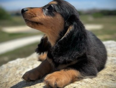 Theodore Dachshund