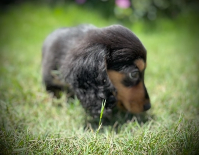 Theodore Dachshund