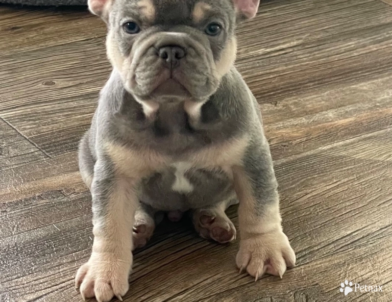 Boy 1 French Bulldog