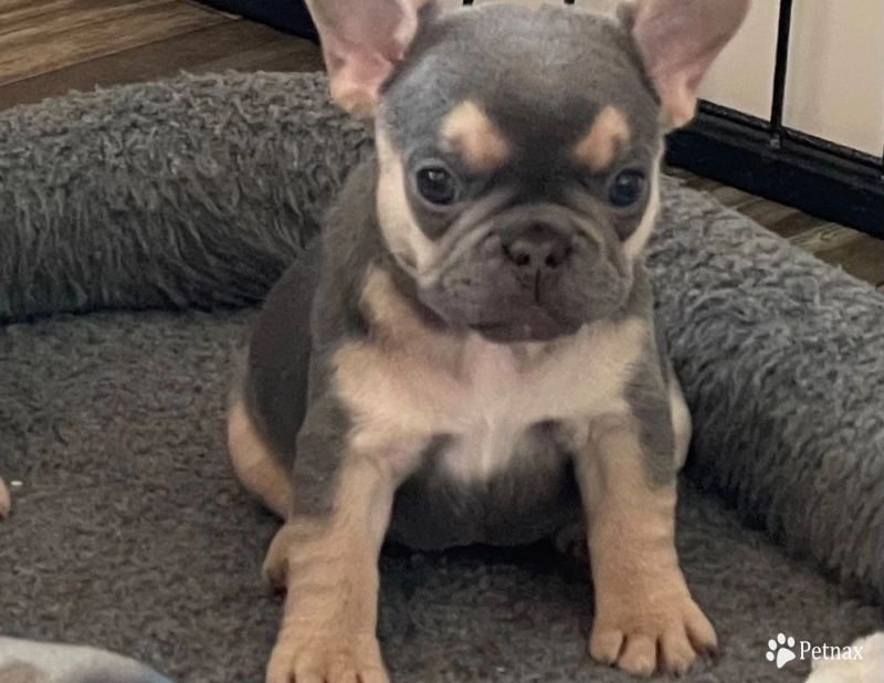 Girl 5 French Bulldog