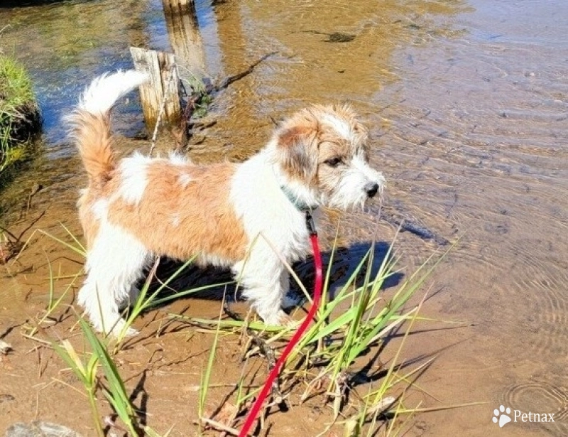 Mountain top Skeeter Jack Russell