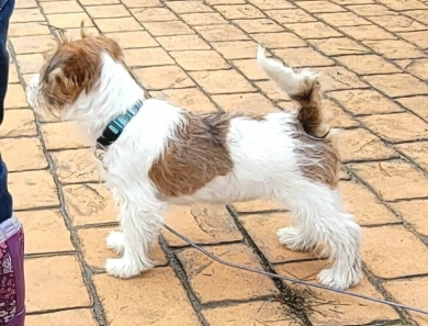 Mountain top Skeeter Jack Russell