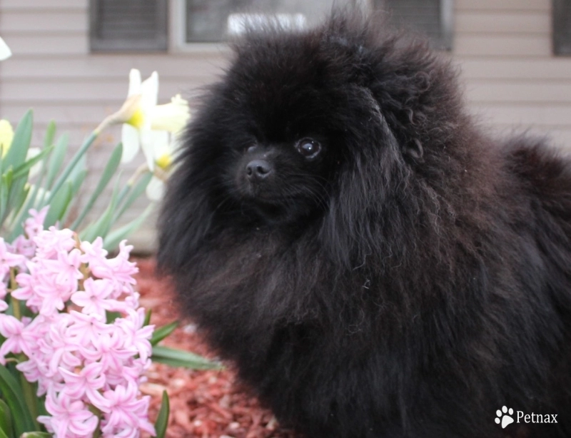 Zeke - Landmark Exotic Pom Thailand Blackberr Pomeranian