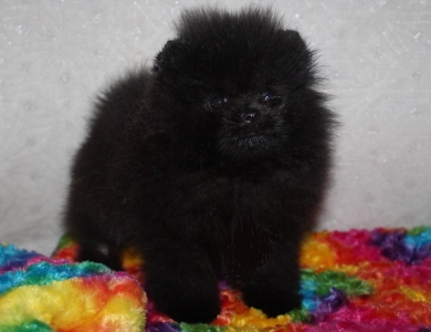 Bonnie -CH Magix'z Total Eclipse of the Heart Pomeranian