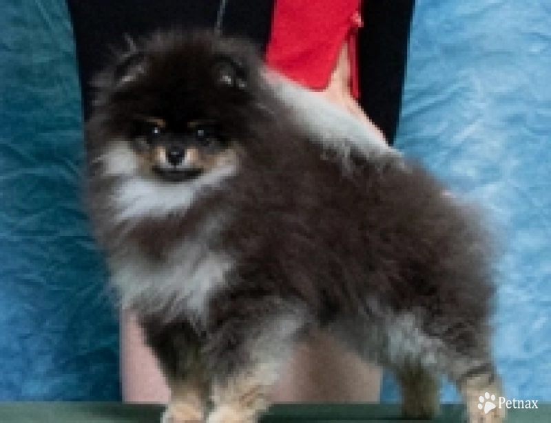 Panama-GCH Magix'z Jet City Woman DCAT Pomeranian