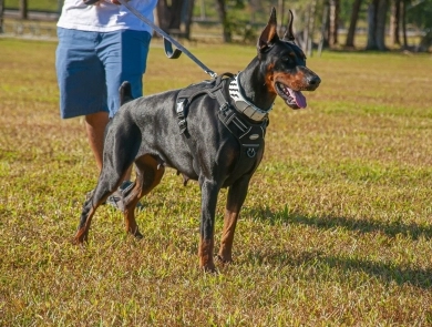 Cesaria Evora by Calliana Doberman Pinscher