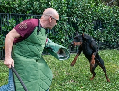 Cesaria Evora by Calliana Doberman Pinscher