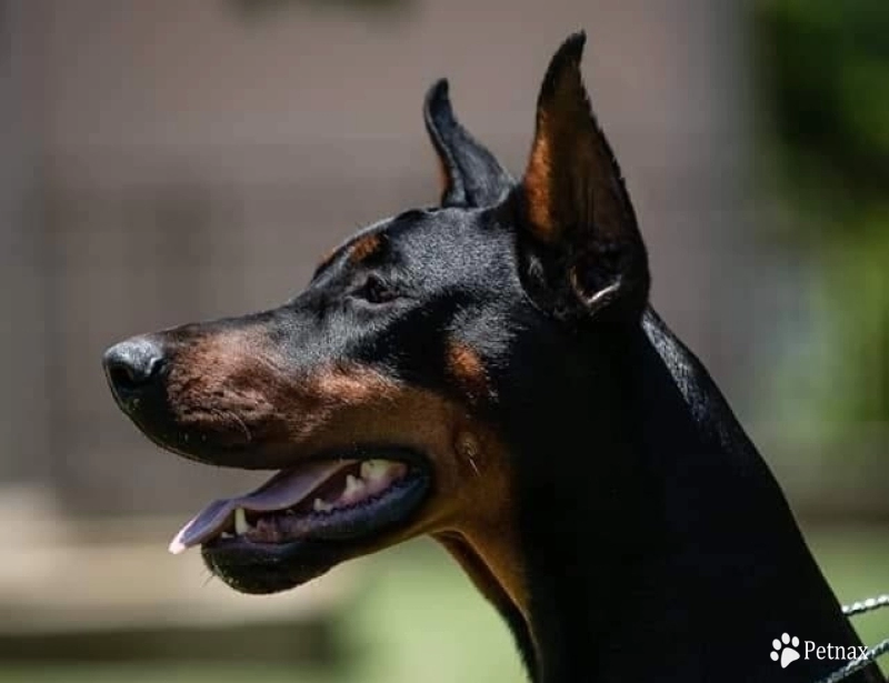 Ch Serbia Astra X BH IGP-1 Doberman Pinscher