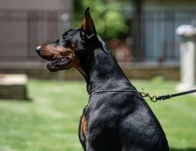 Ch Serbia Astra X BH IGP-1 Doberman Pinscher