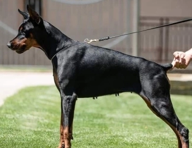 Ch Serbia Astra X BH IGP-1 Doberman Pinscher