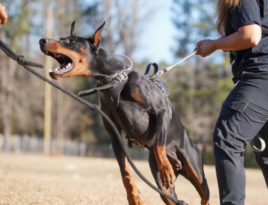 Black Female Doberman Pinscher